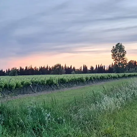 Romantische Bauernhofvilla Inmitten Der Weinberge * Salles-dʼAude